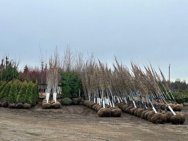 A bunch of trees are sitting on top of each other in a field.