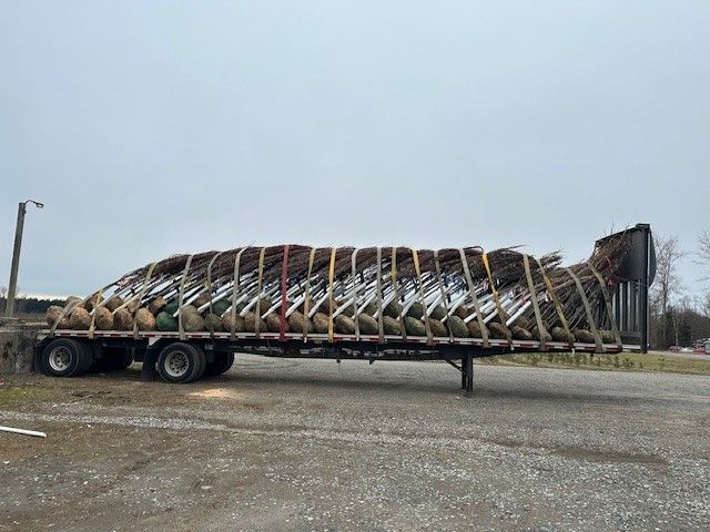 A semi truck is carrying a large christmas tree on a trailer.
