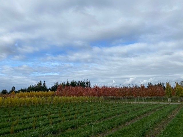 A row of trees in a field with a blue sky in the background.