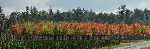 A row of trees with red and green leaves along a dirt road.