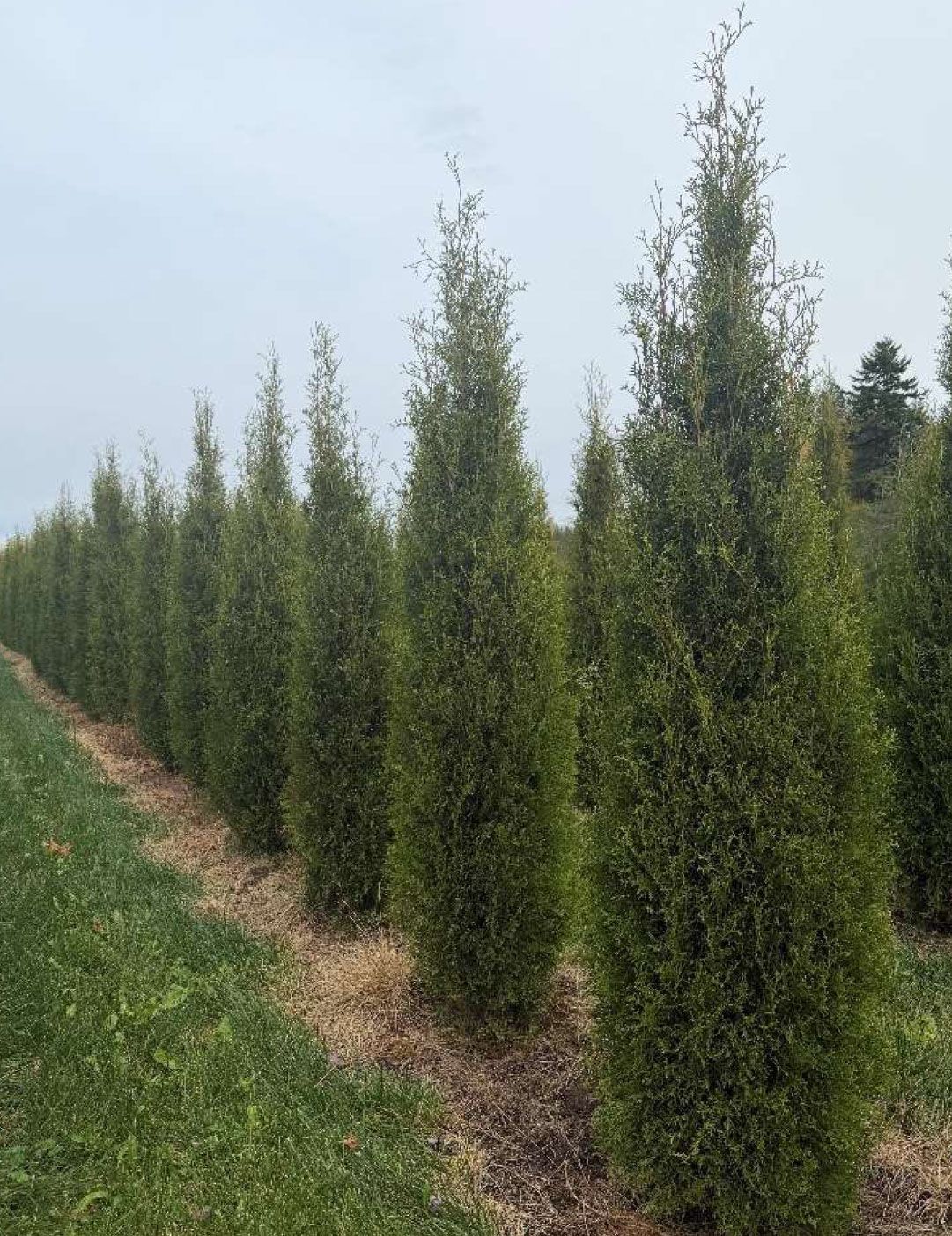 Row of tall, slender evergreen trees with dense green foliage, planted in a field.