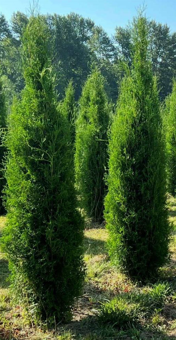 Tall, green evergreen trees in a field, under a blue sky.