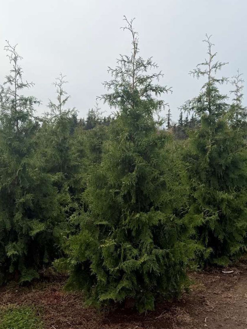 Green, pyramidal evergreen trees stand outdoors on a cloudy day.