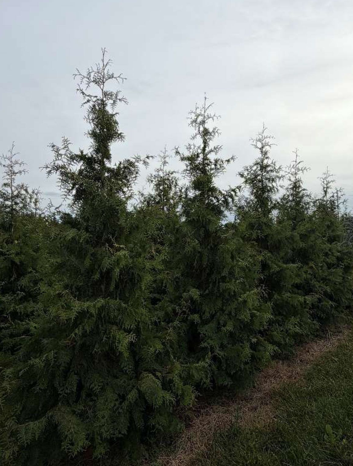 Row of dark green evergreen trees under a cloudy sky.