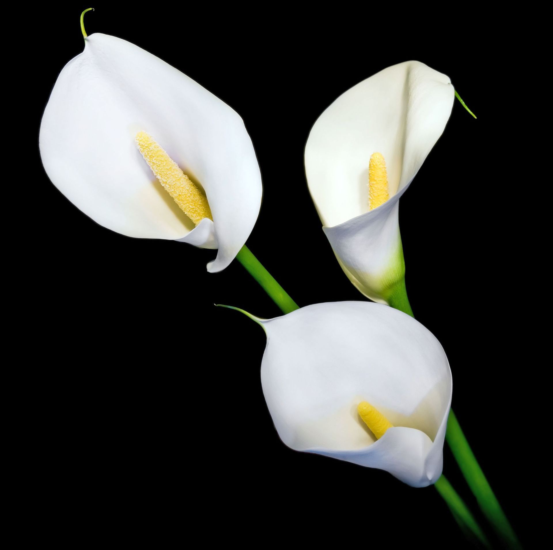 Jacksons Florist & Gifts