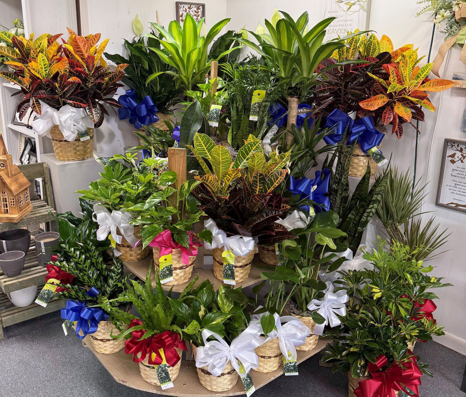 Plants arranged in baskets with colorful bows displayed in a shop.