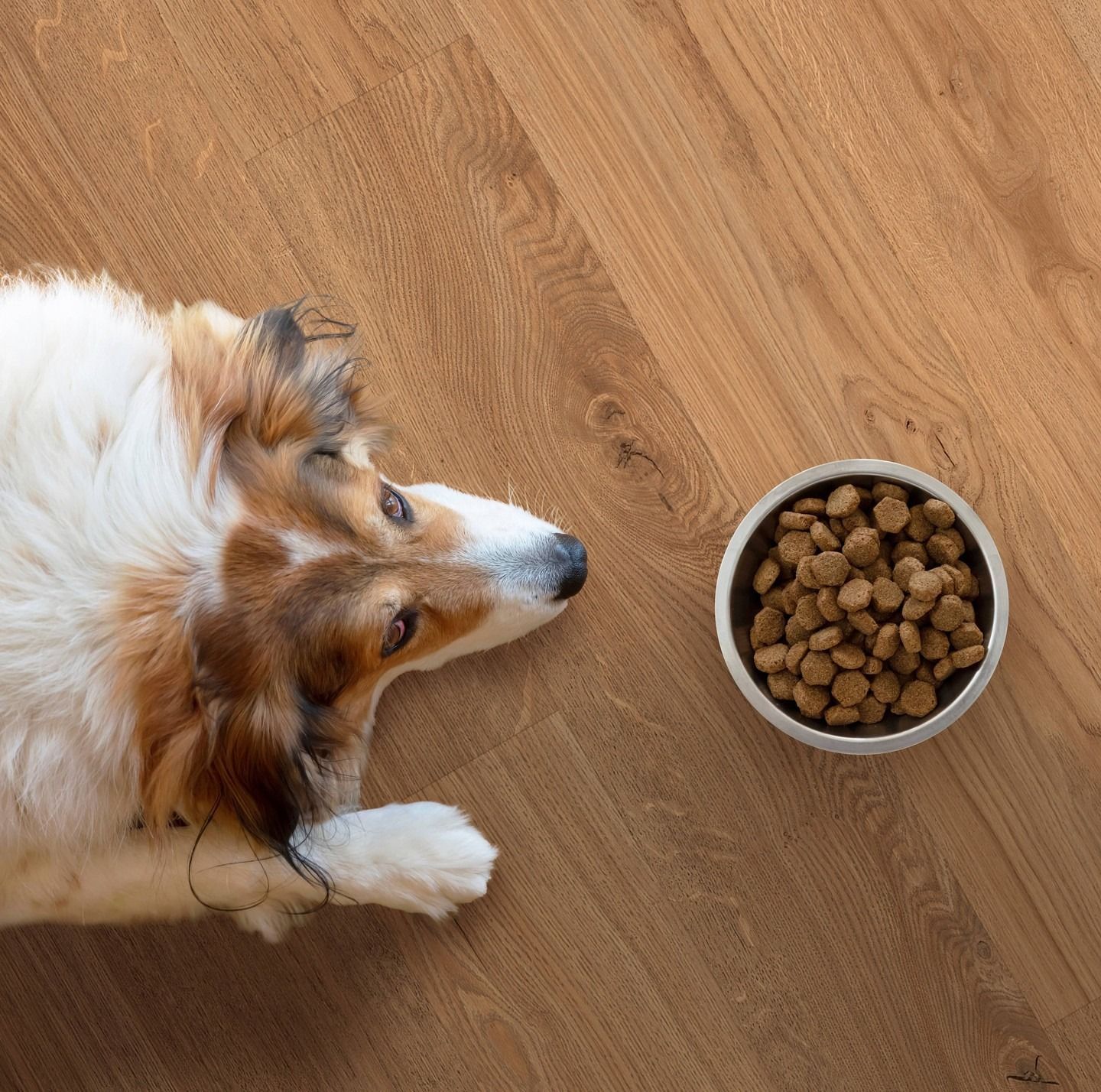 Dog looking at a bowl of brown kibble on a wooden floor.