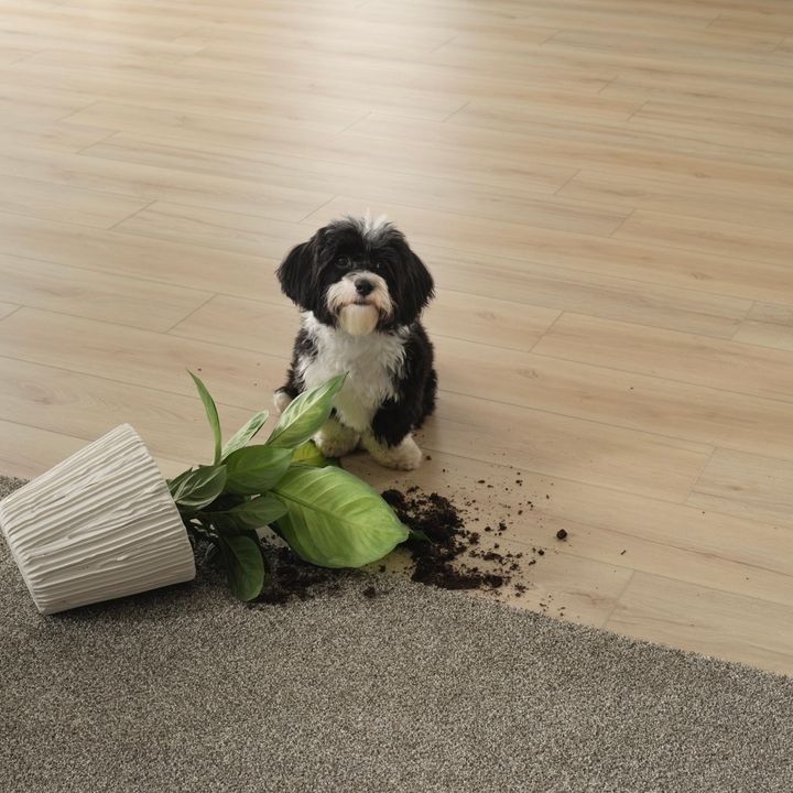 Dog sitting by tipped-over plant pot with spilled dirt on rug and floor. Black and white dog.