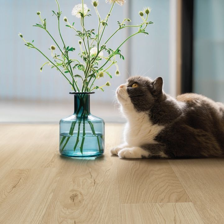 Gray and white cat gazing up at a vase of white flowers, sitting on light wood flooring.