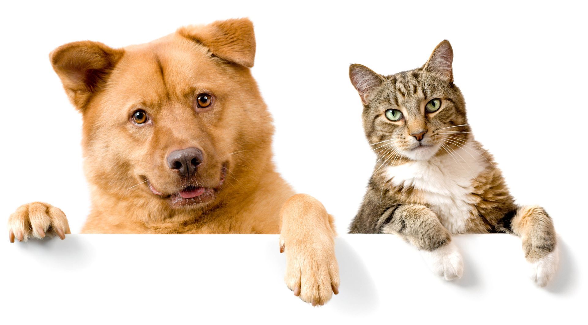 local pet hospital