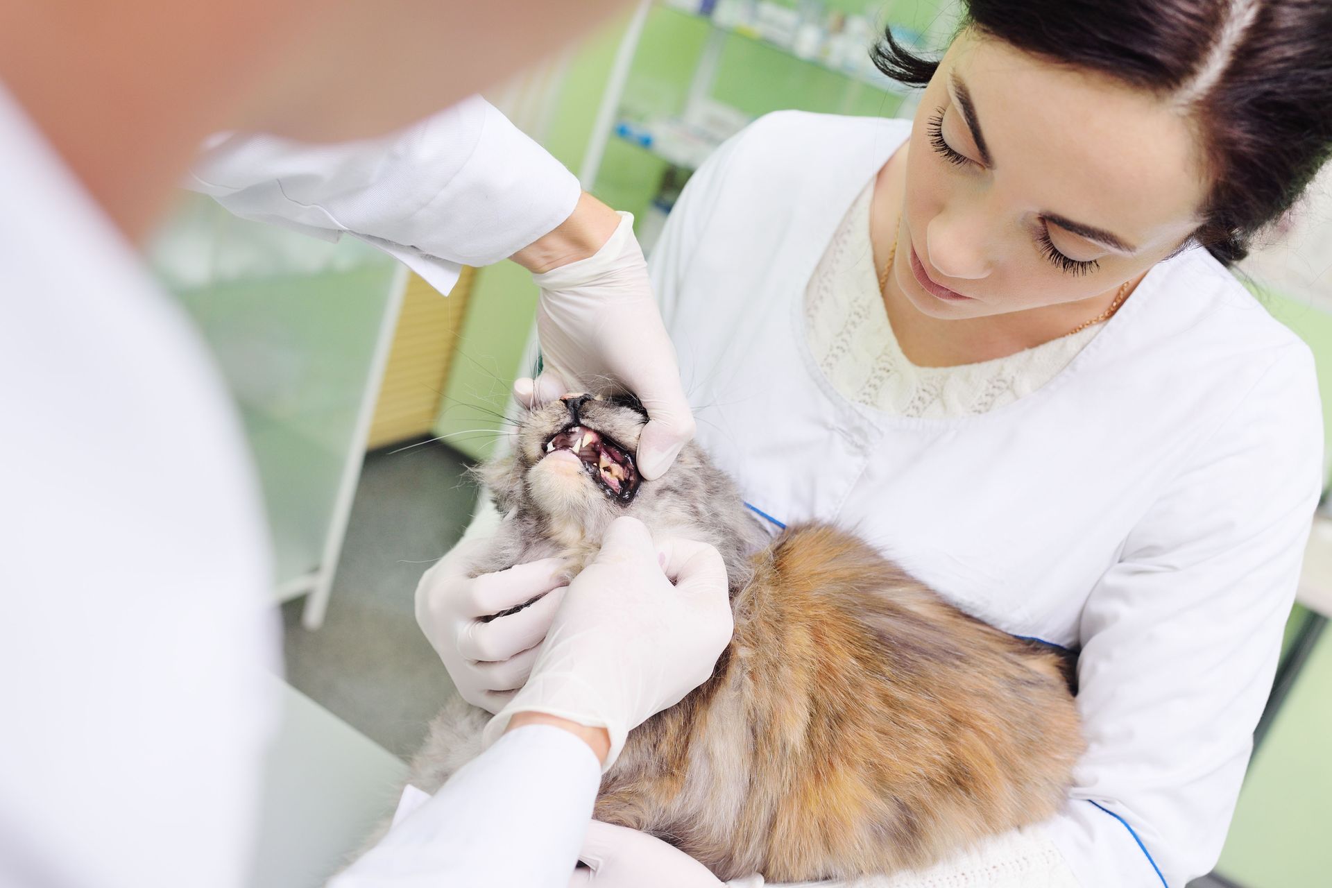4 Ways to Tell If Your Pet Needs Dental Care from a Pet Hospital