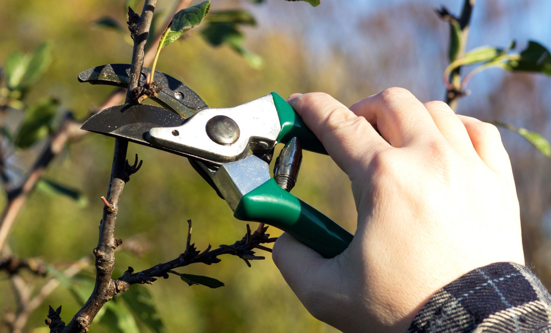 A person is cutting a tree branch with a pair of scissors.