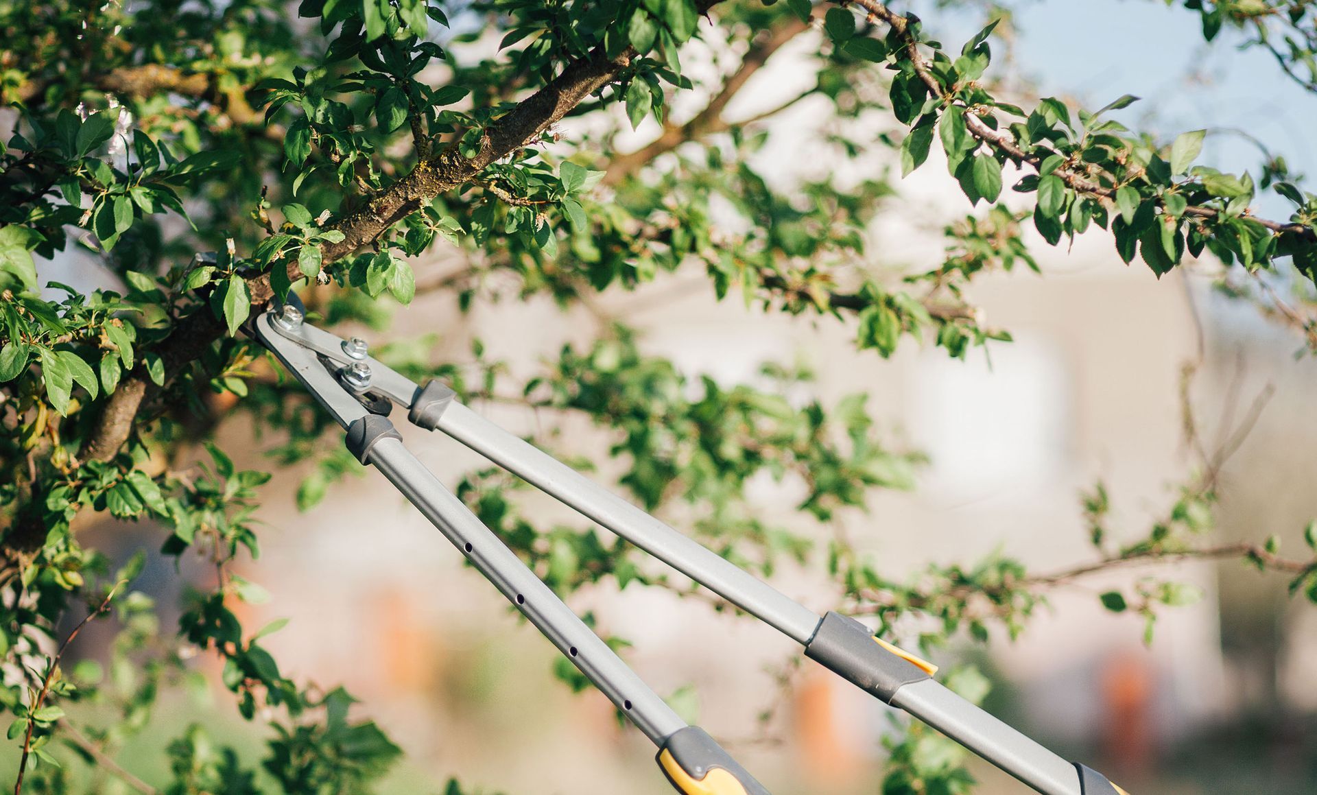 A person is cutting a tree branch with a pair of scissors.