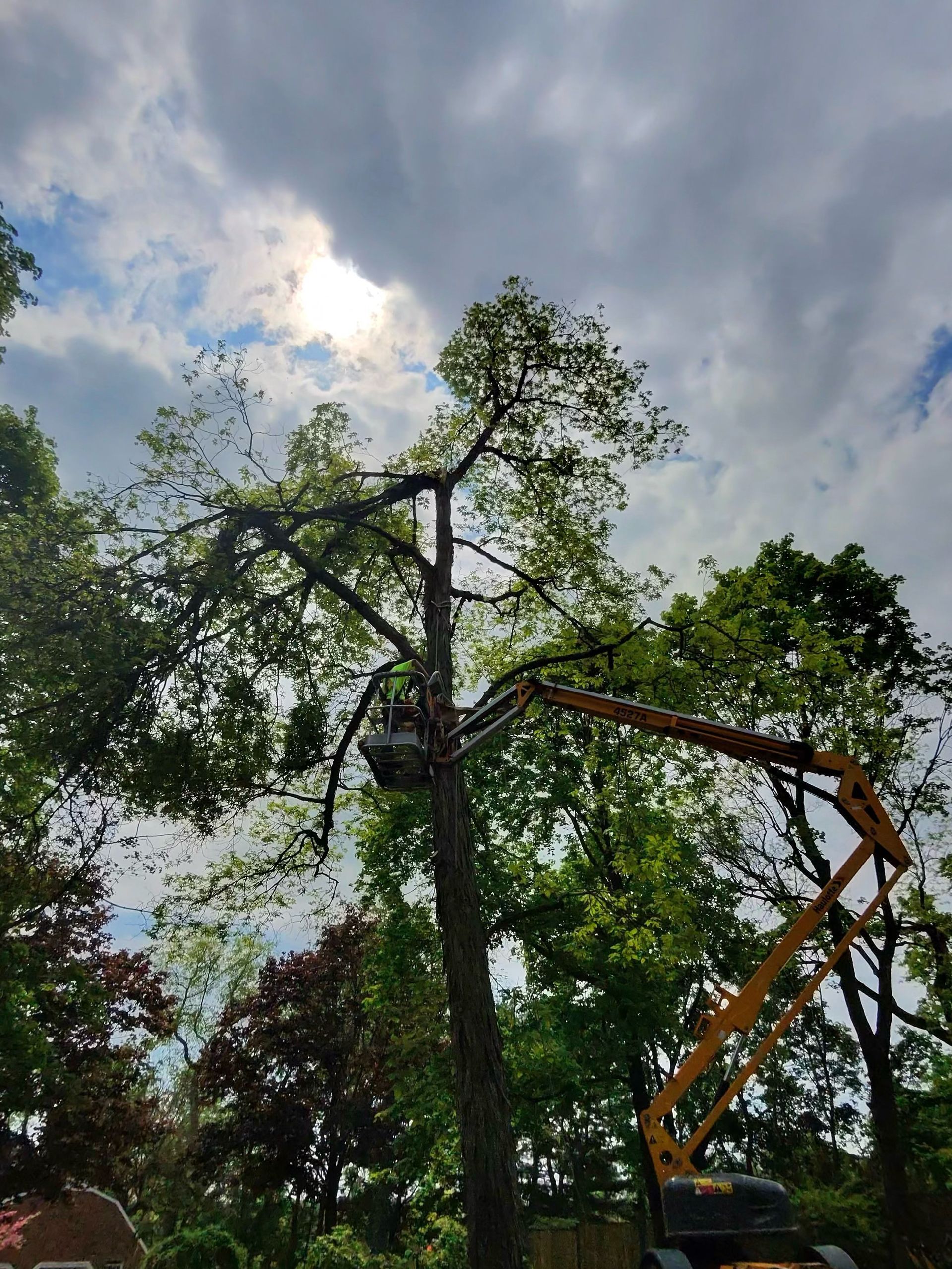 A person is cutting a tree branch with a chainsaw.