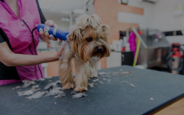 bow wow dog wash