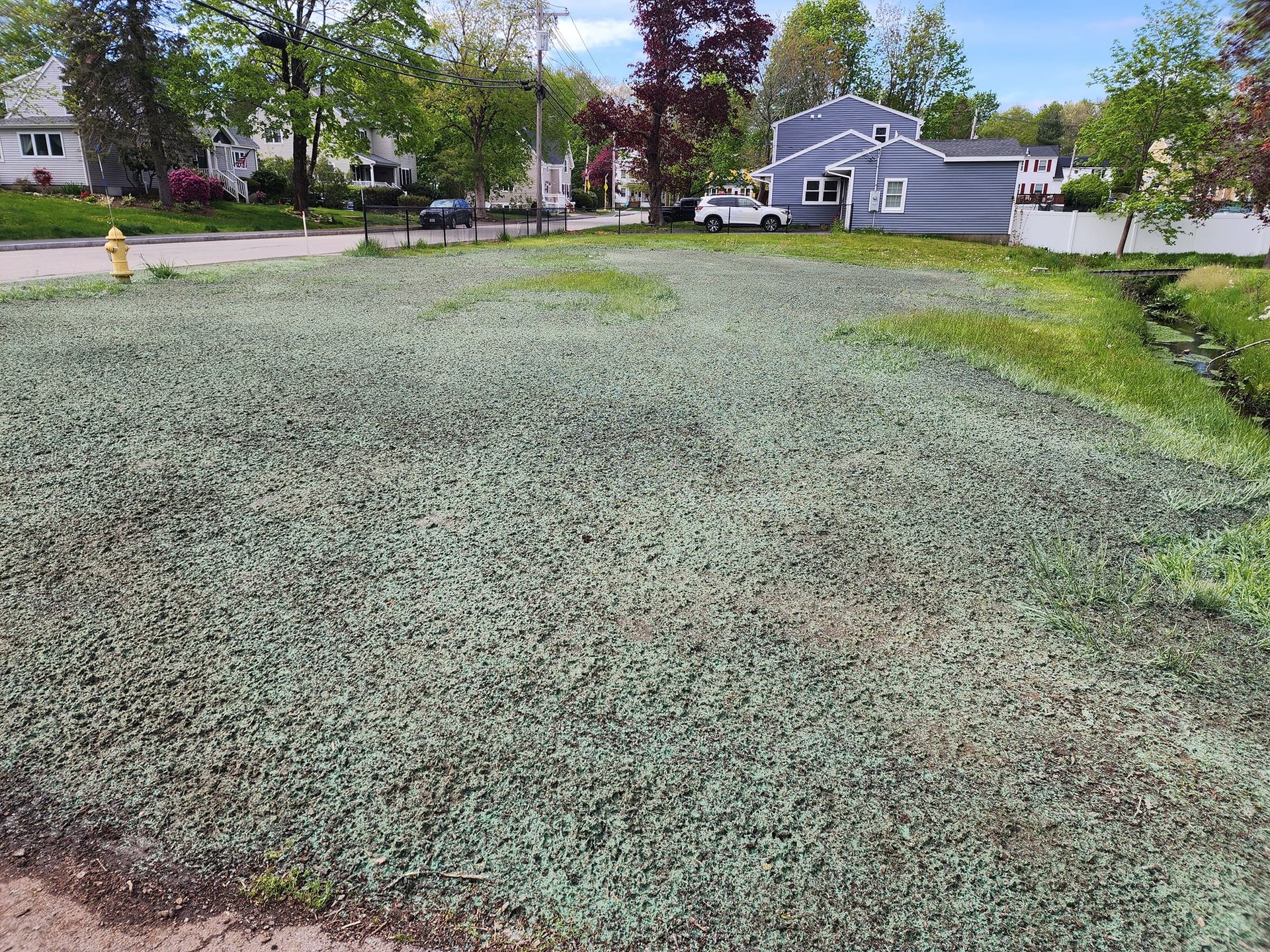 A large lawn with a fire hydrant in the middle of it and a house in the background.