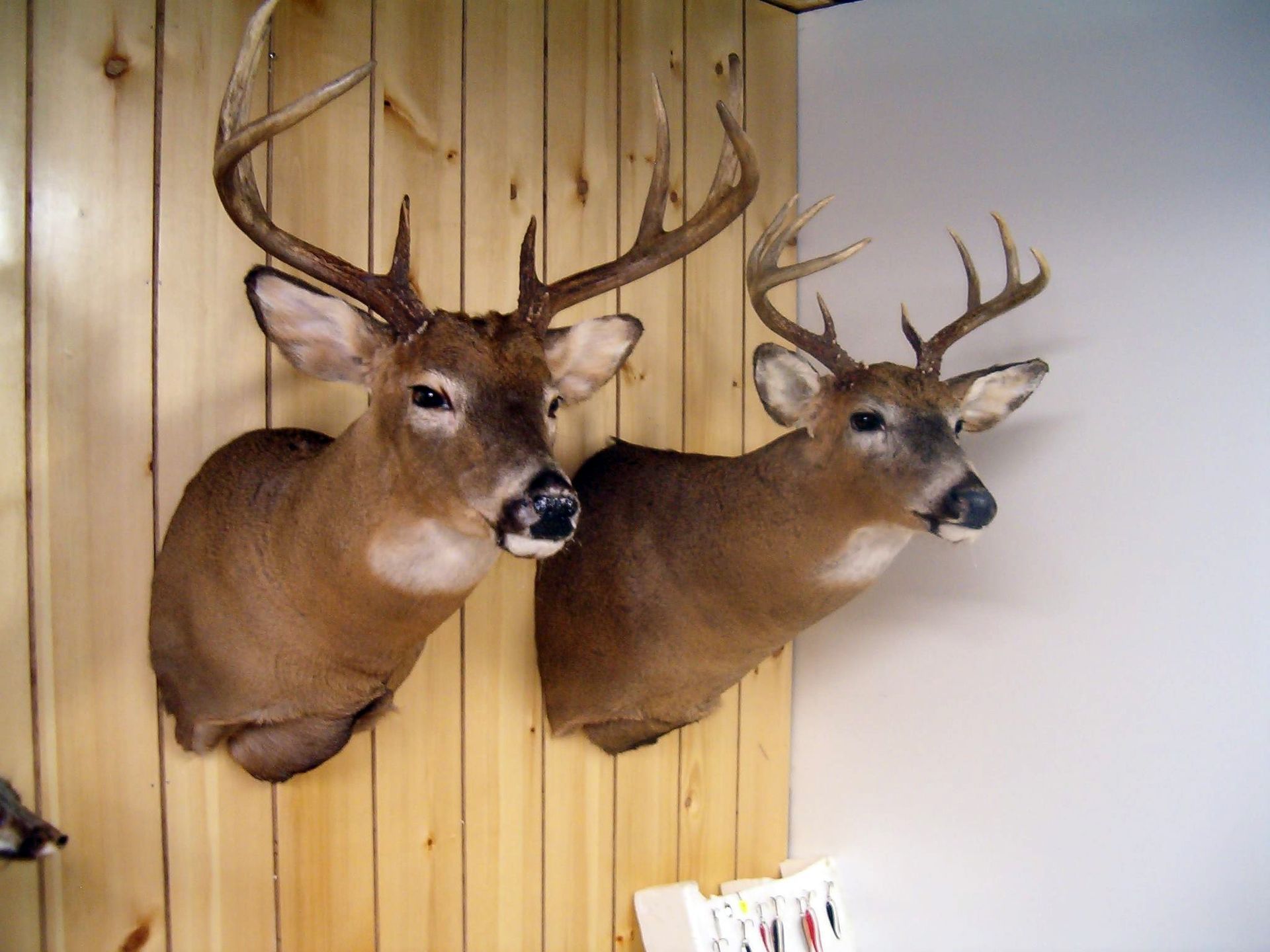 Guided Fishing Minneapolis, MN Ryks Taxidermy