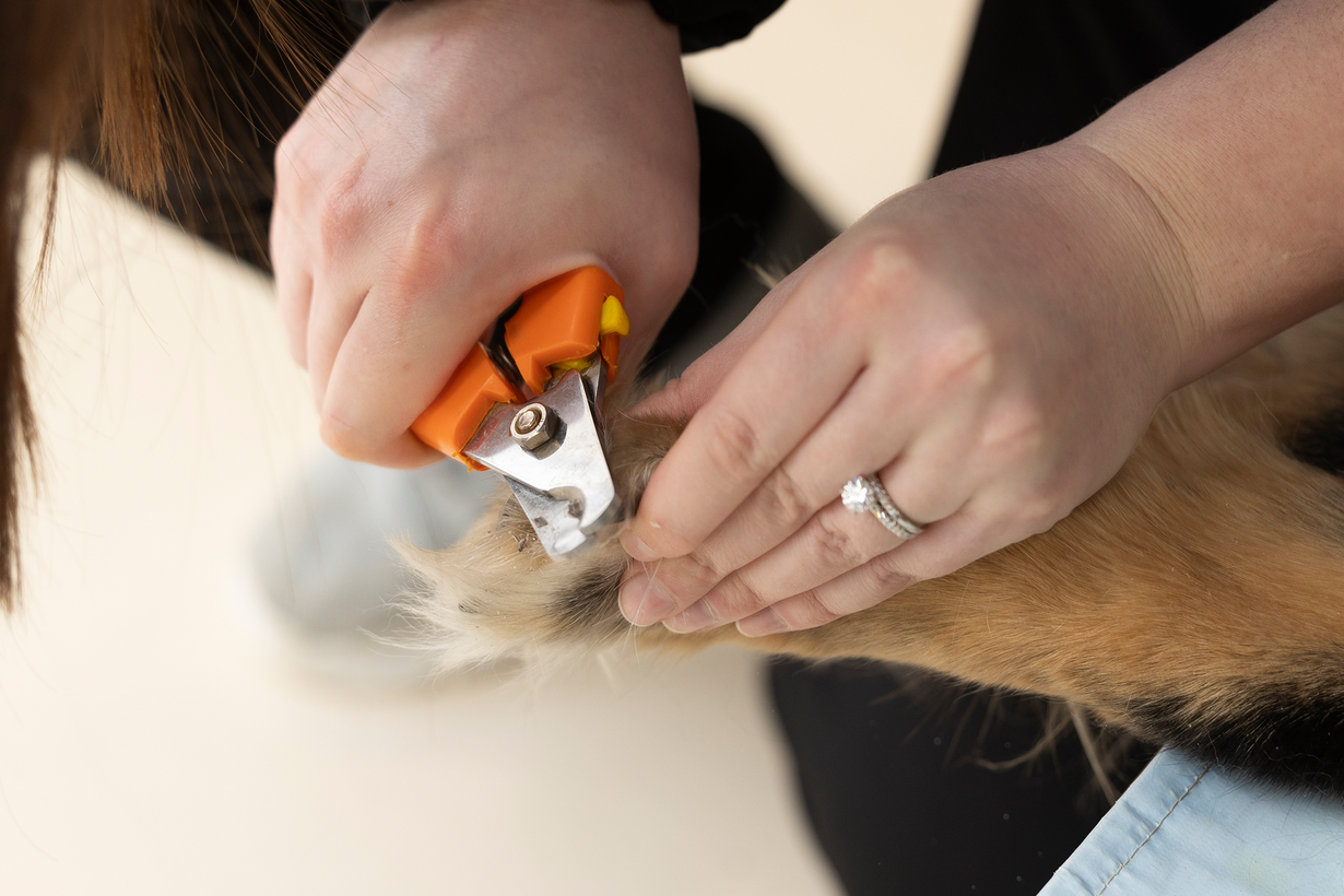 Greentree Animal Hospital