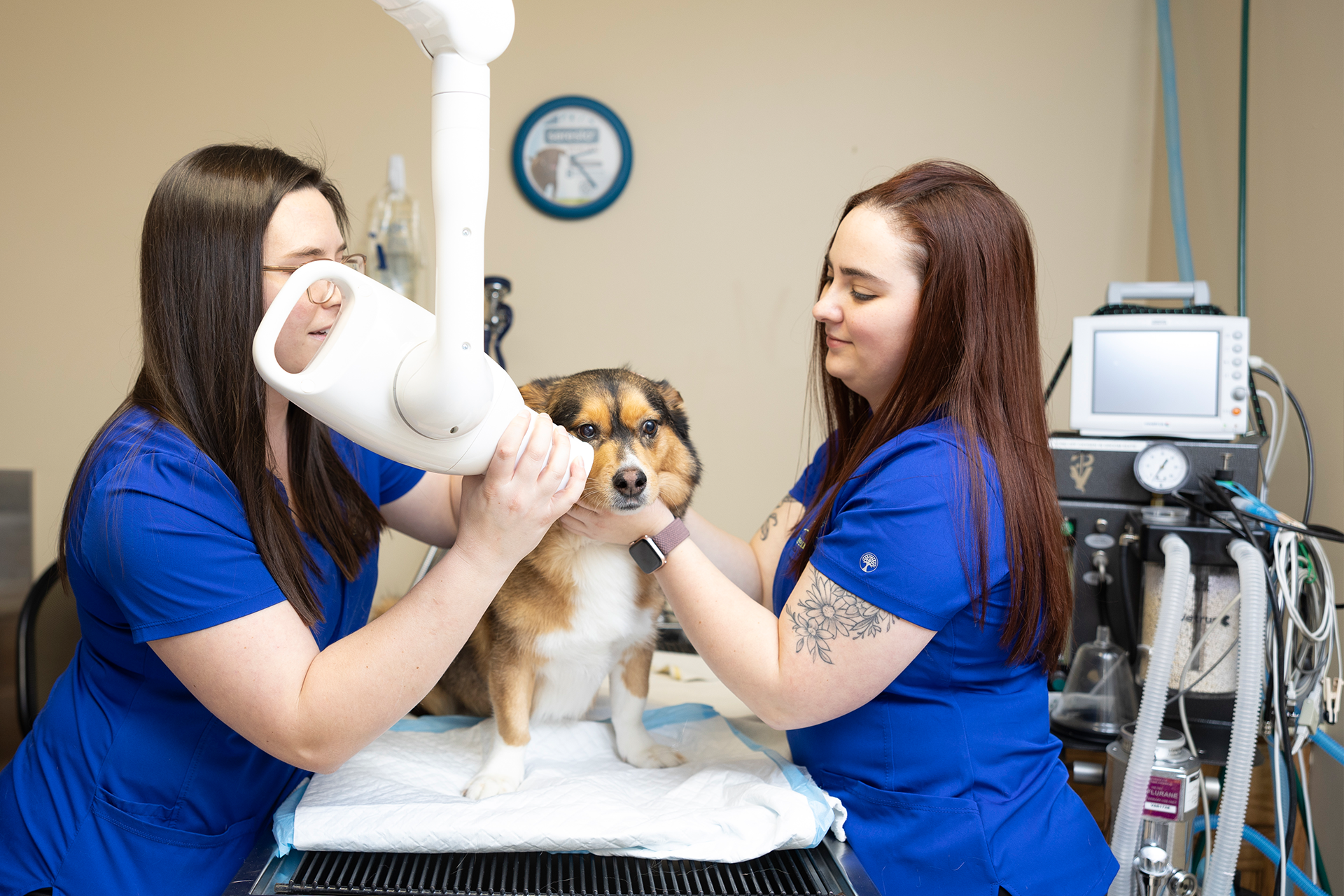 Greentree Animal Hospital