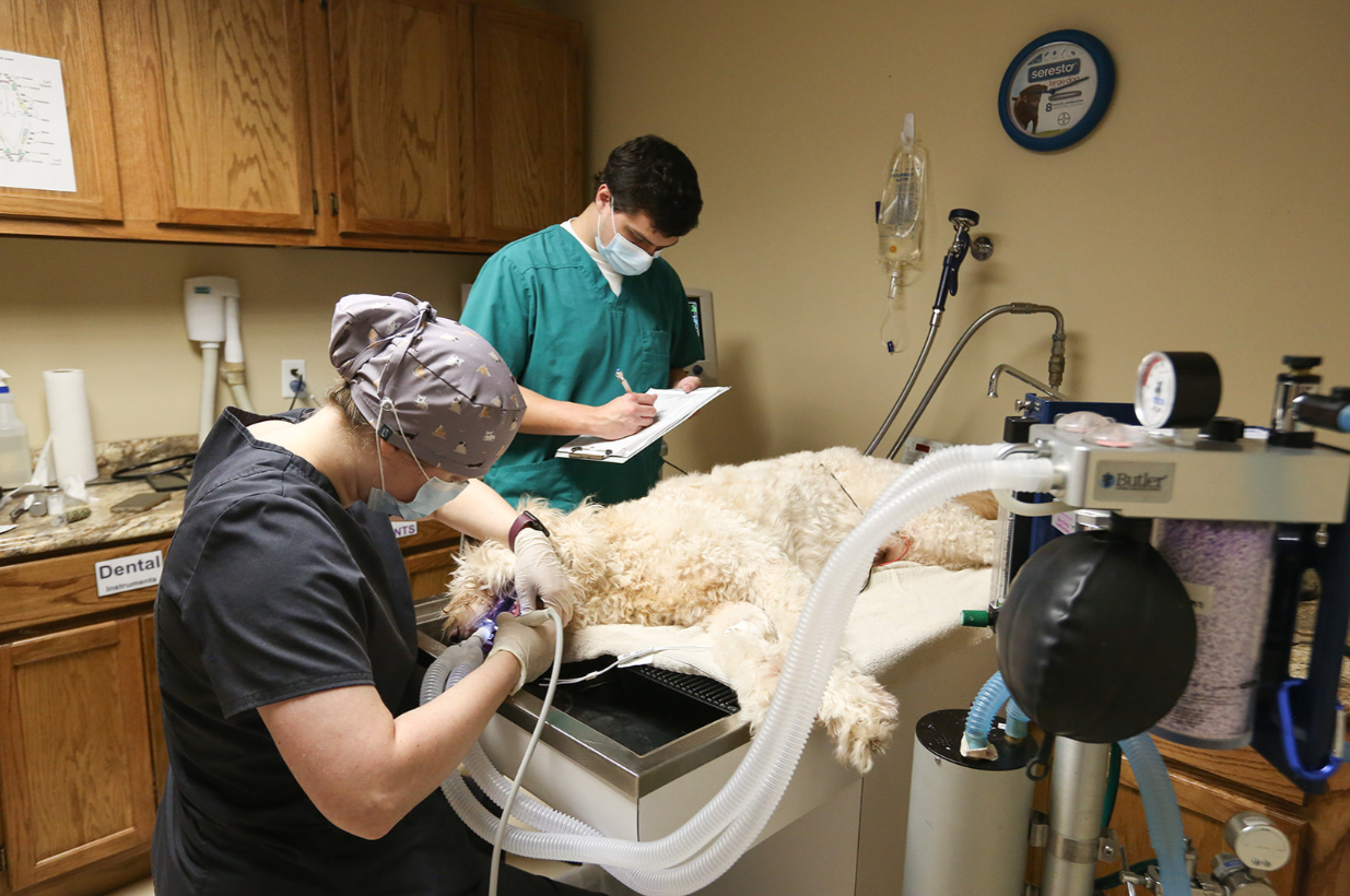 Green Tree Animal Hospital