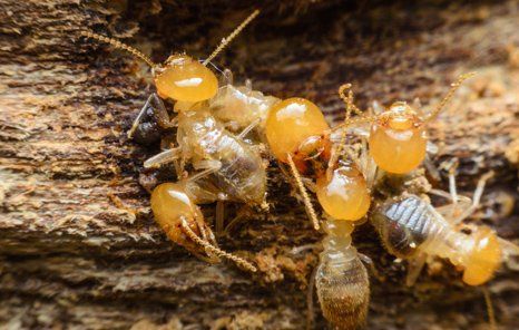 Termites destroying wood