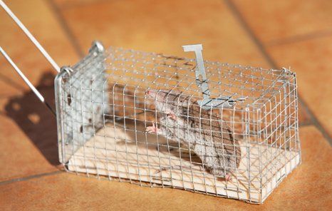 Trapped rodent in a cage