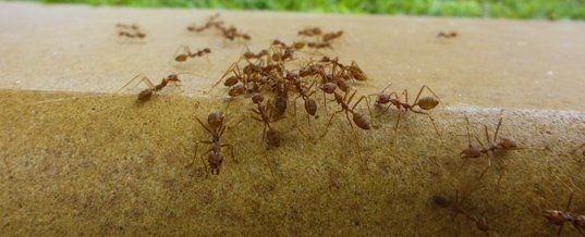 Ants on concrete