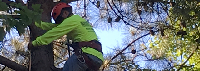 Tree Service