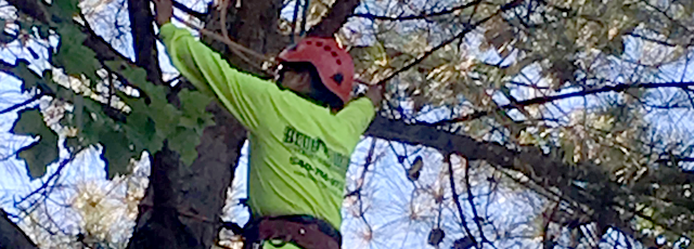 Tree Service