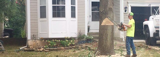 Tree Removal