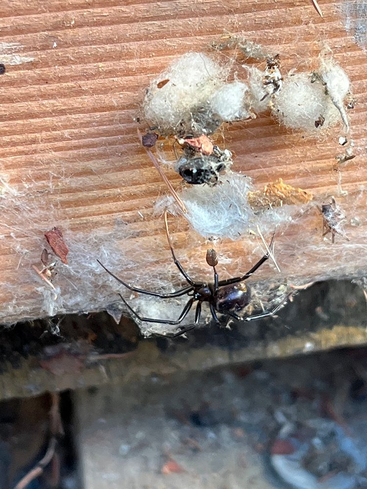 A black widow spider is sitting on a piece of wood.