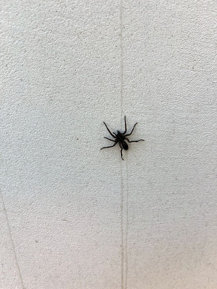 A small black spider is sitting on a white wall.