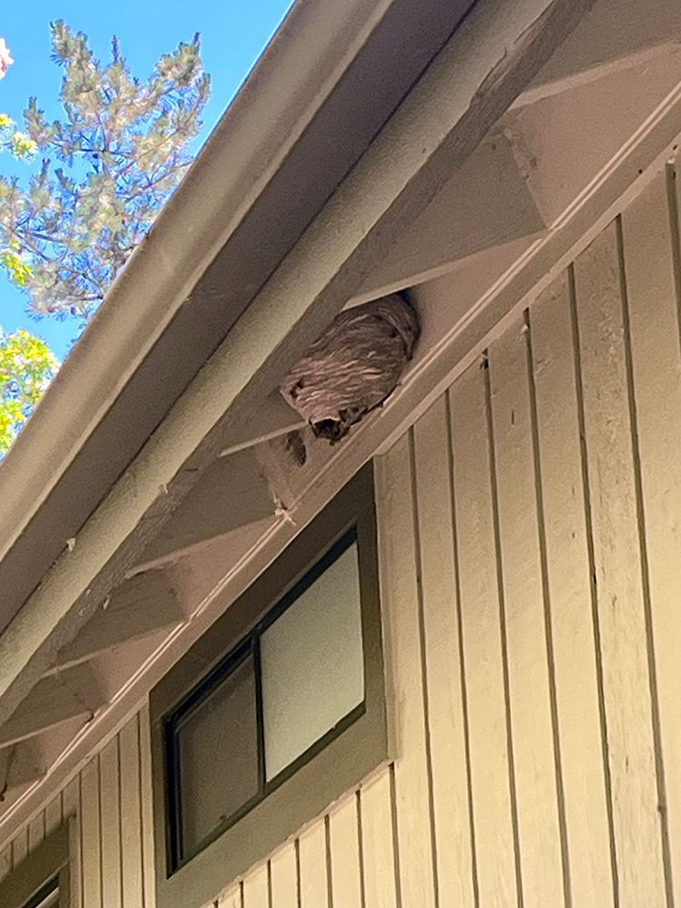 A wasp nest is sitting under the roof of a house.