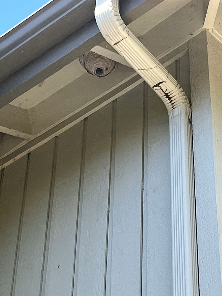 A wasp nest is hanging from the roof of a house.