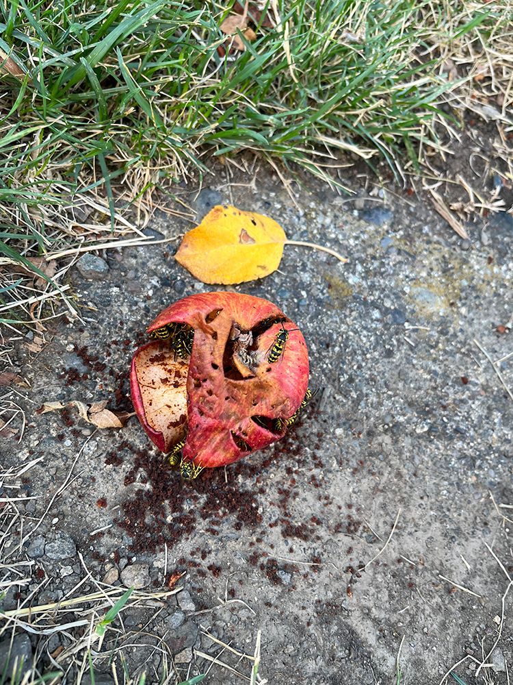 A pomegranate is laying on the ground next to a yellow leaf.