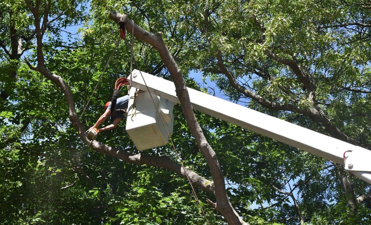 Northern Essex Tree Service