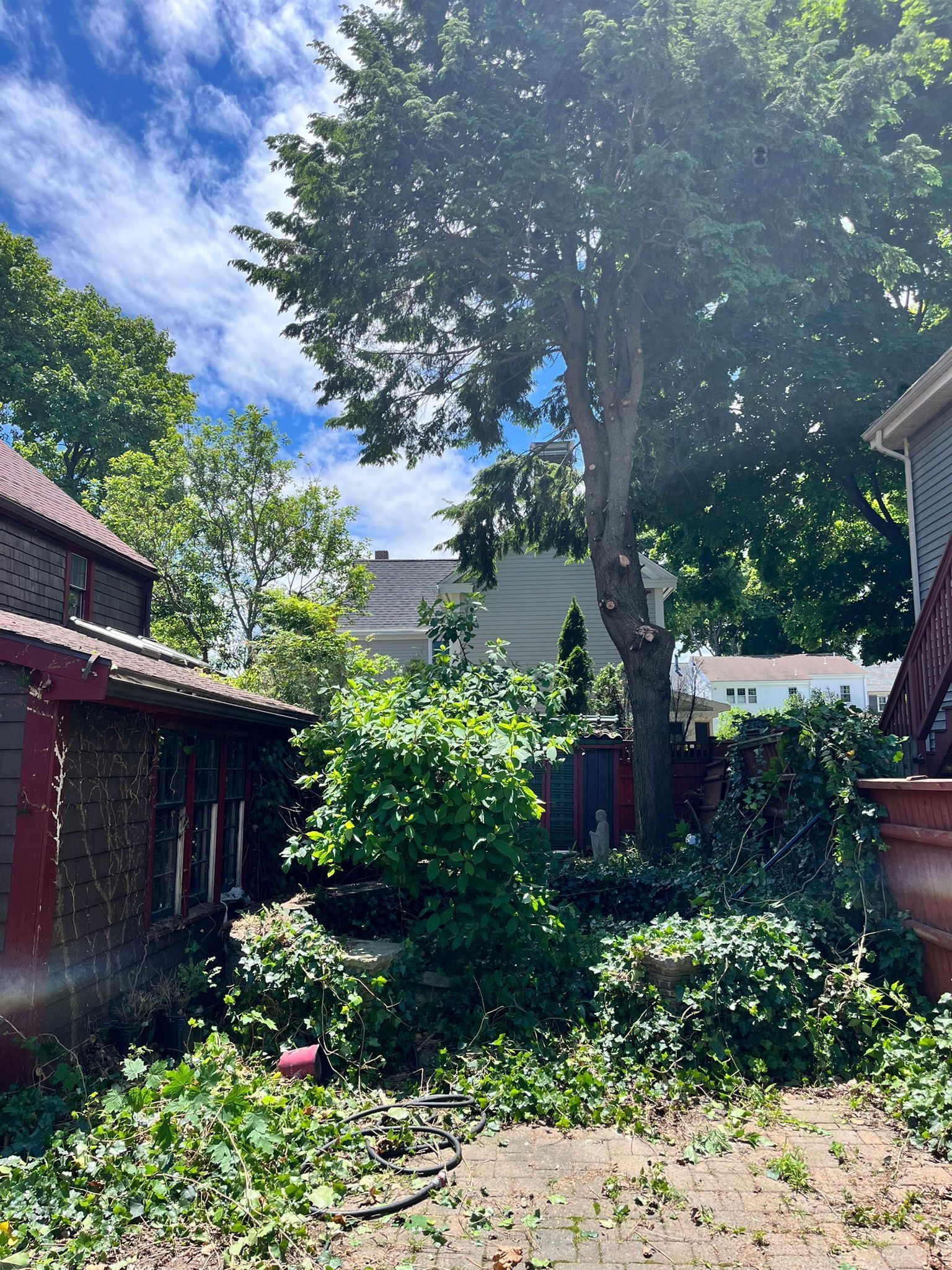 Backyard with overgrown vegetation, tall tree, and partial view of buildings under a blue sky.