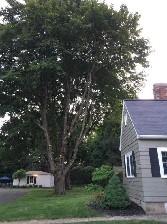 Large tree next to a house with green siding and a dark roof; a smaller building is in the background.