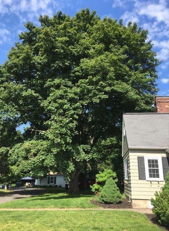 Large green tree next to a beige house with black shutters on a sunny day.