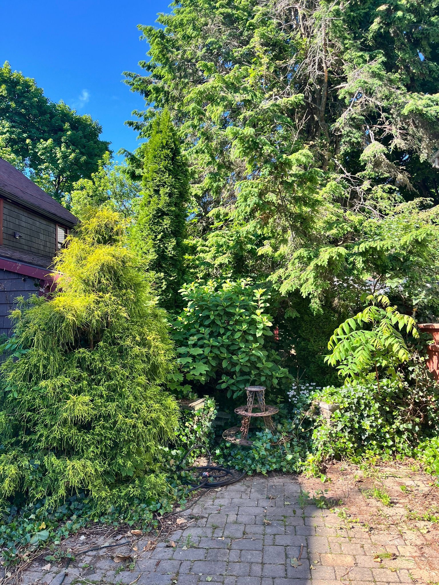 Brick path leads to a lush garden with various green trees and a blue sky.