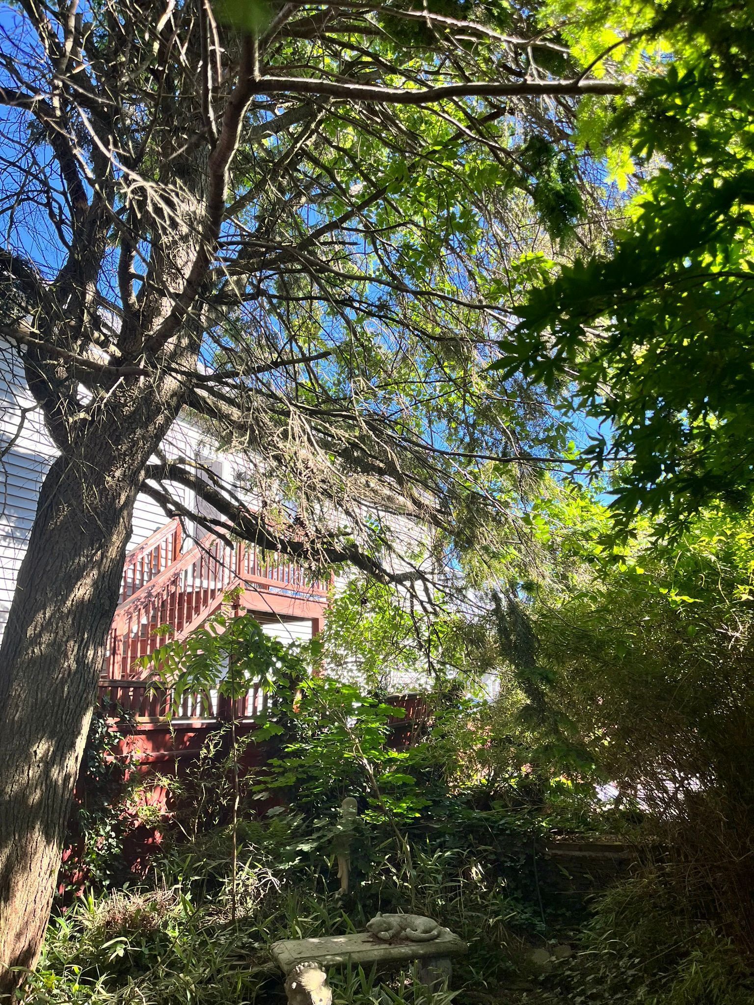 Overgrown garden with trees framing a view of a red building and blue sky.