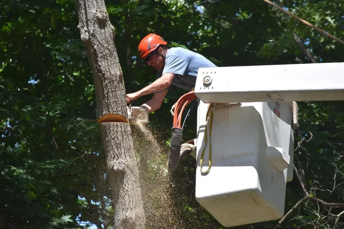 Arborist in orange helmet uses chainsaw to cut a tree from a bucket lift.