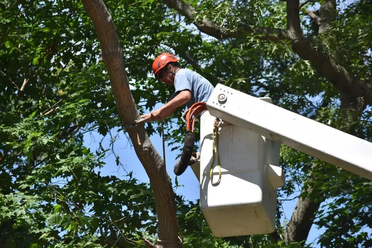 Arborist in a bucket lift, trimming tree branches. Wearing a hard hat. Outdoors, sunny day.