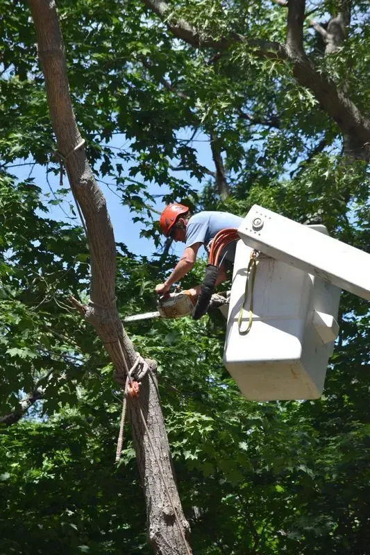 Arborist in bucket truck trimming tree branch with a chainsaw, wearing safety gear.