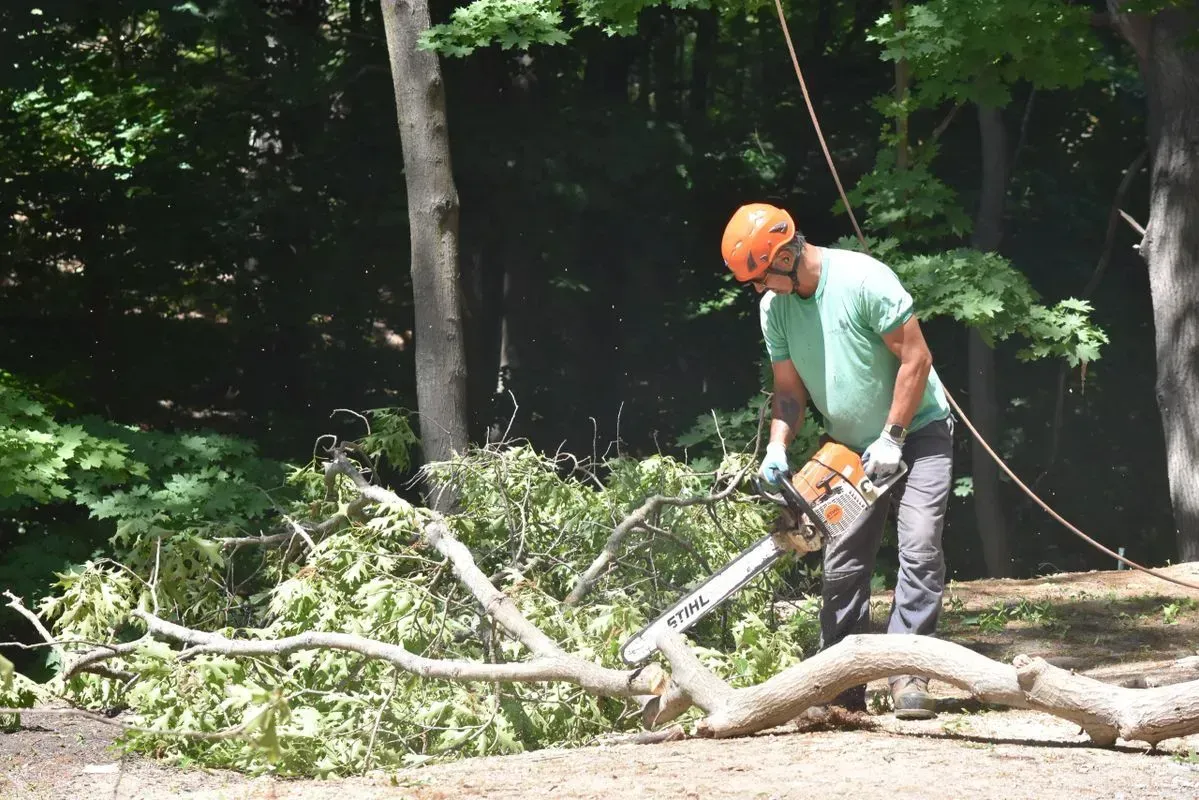 Man in orange helmet cuts a fallen tree branch with a chainsaw in a forest.