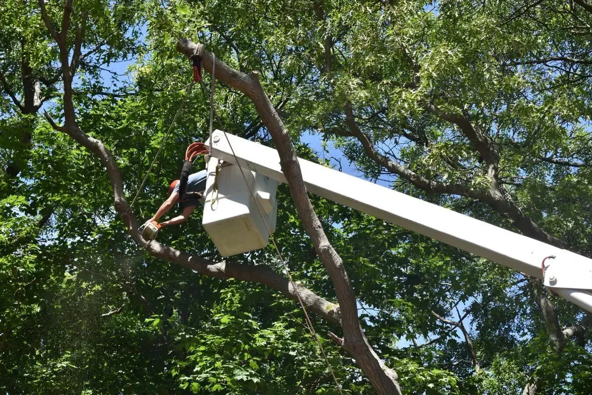 Person in bucket truck trimming a tree; outdoors, blue sky, green leaves.