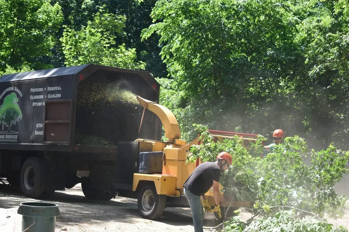 Tree removal crew using a wood chipper to process tree branches outdoors.