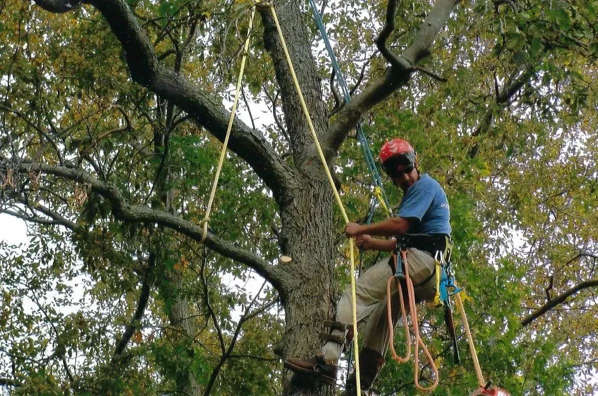 Arborist wearing a helmet, climbing a tree with ropes; working outdoors on a sunny day.