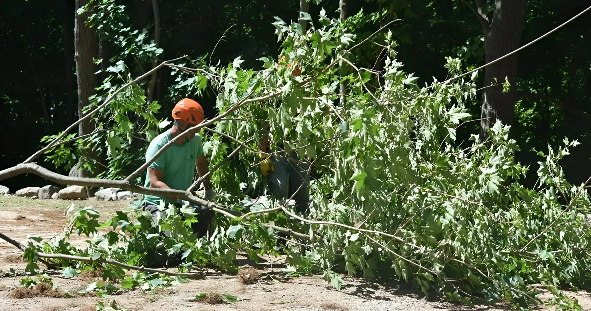 Man in orange helmet cutting branches on the ground, surrounded by green foliage.