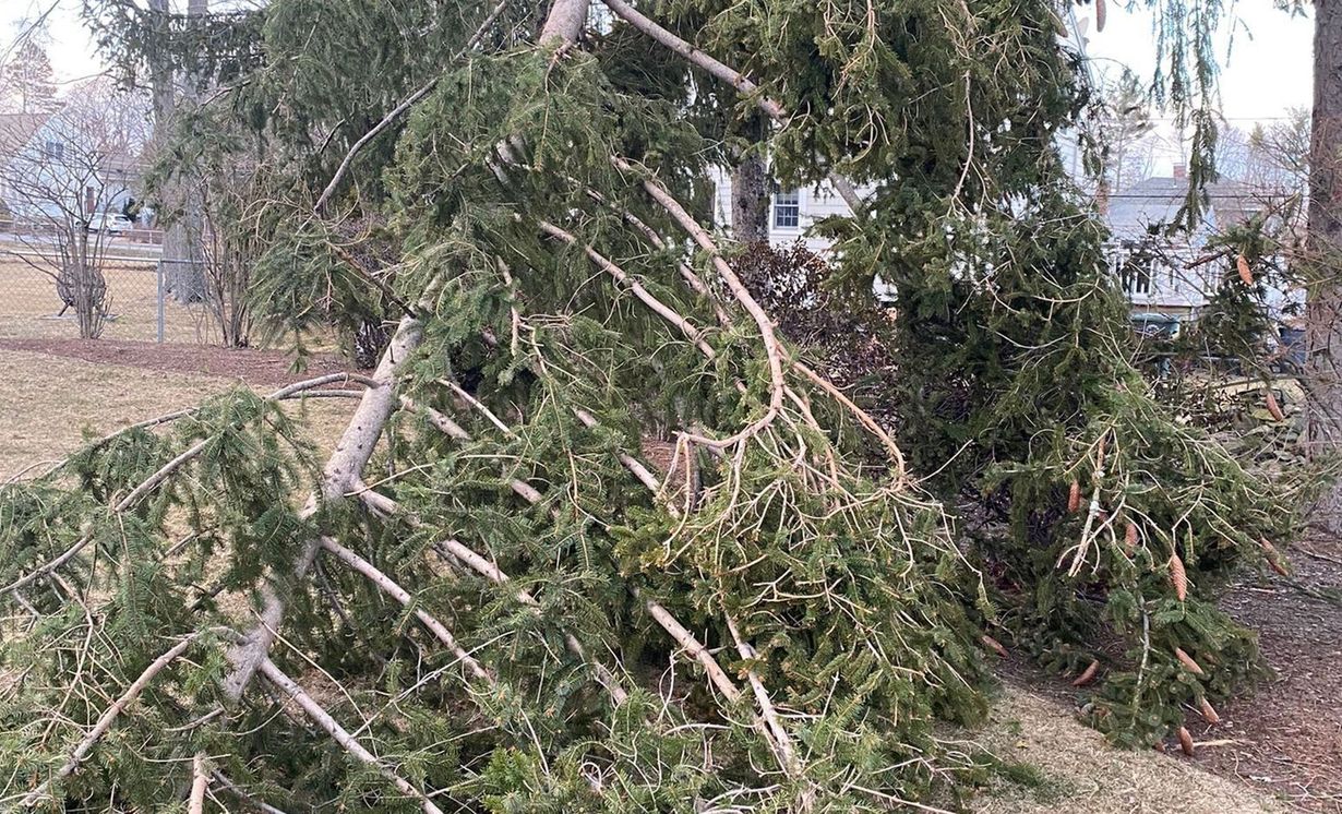 Northern Essex Tree Service